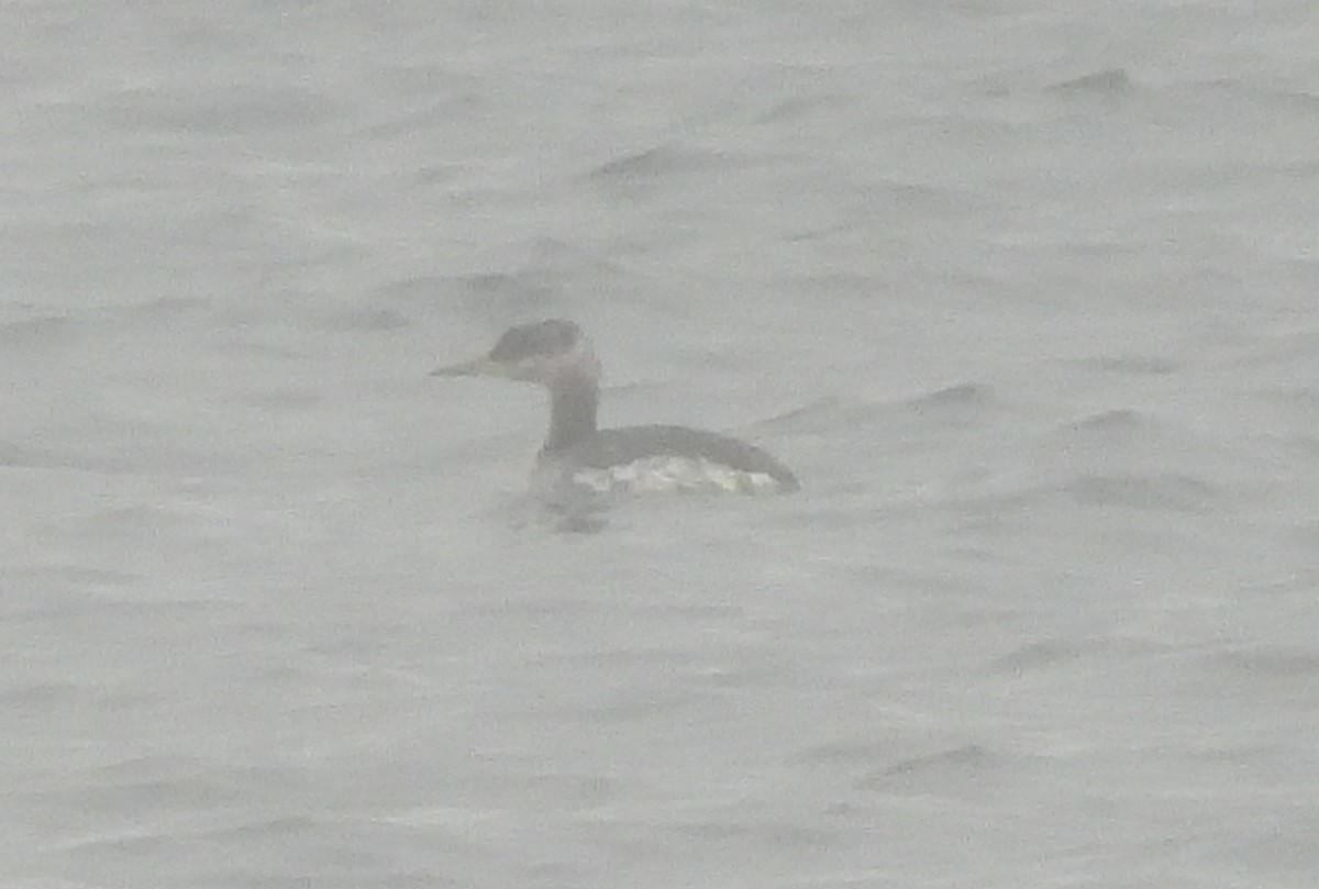 Red-necked Grebe - ML645830789