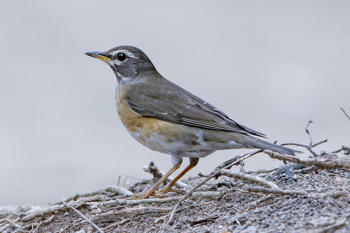 Eyebrowed Thrush - ML645830791