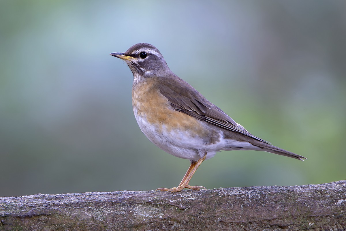 Eyebrowed Thrush - ML645830792