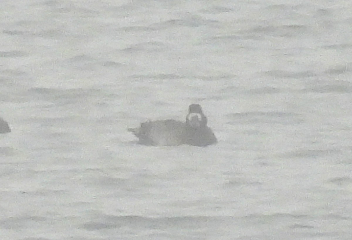 Greater Scaup - ML645830793