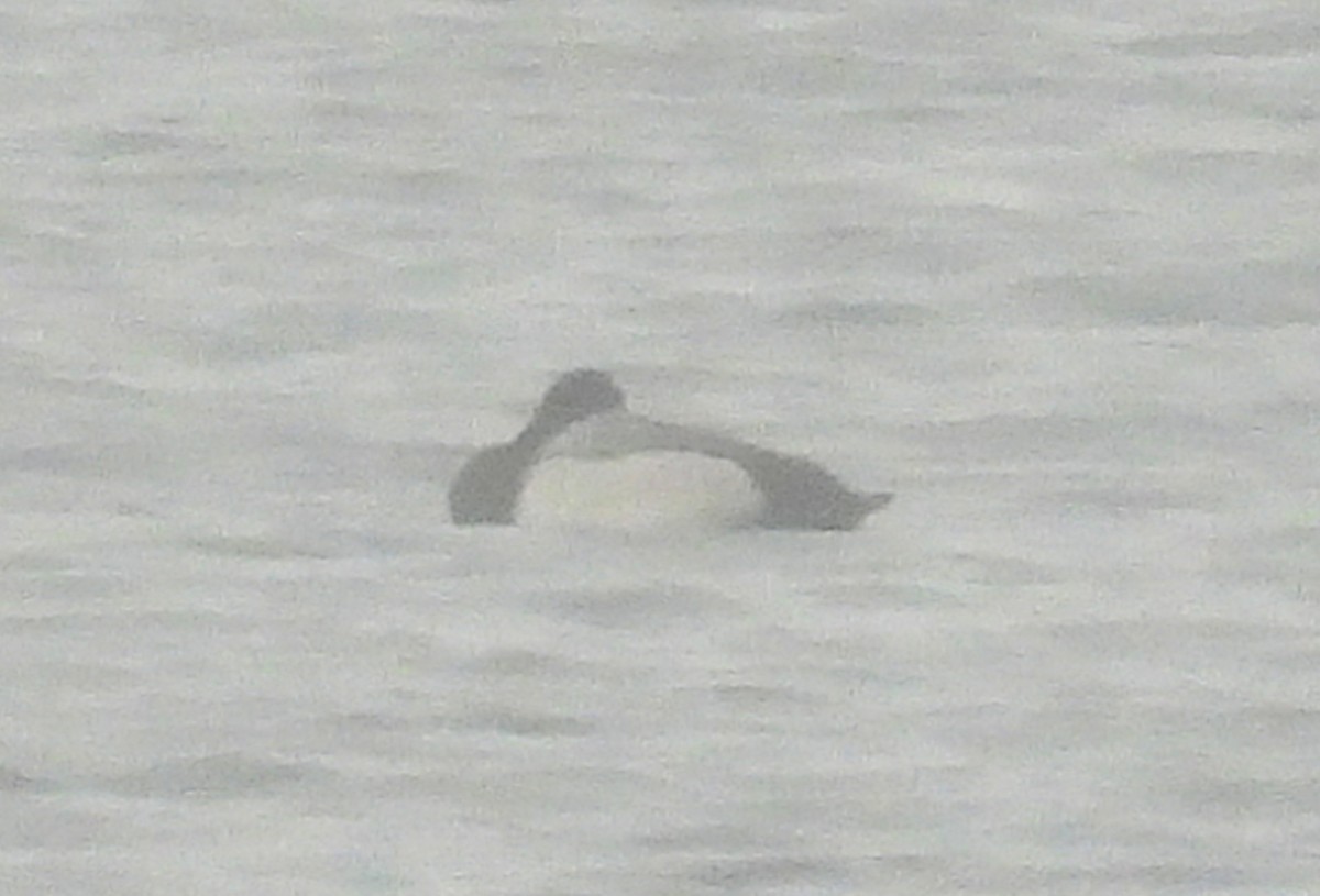 Greater Scaup - ML645830794