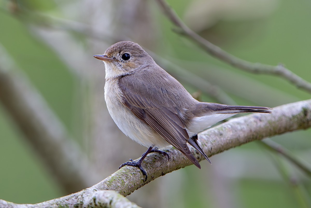 Red-breasted Flycatcher - ML645830795