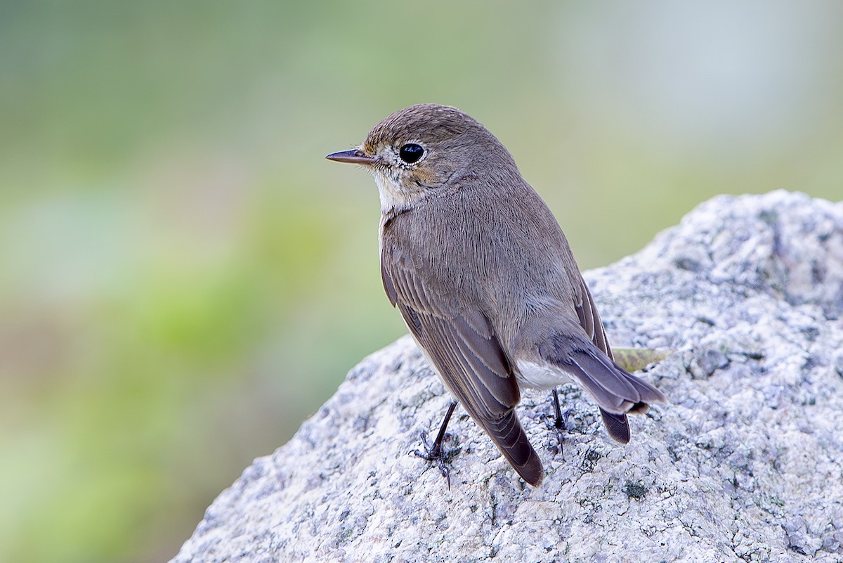 Red-breasted Flycatcher - ML645830796