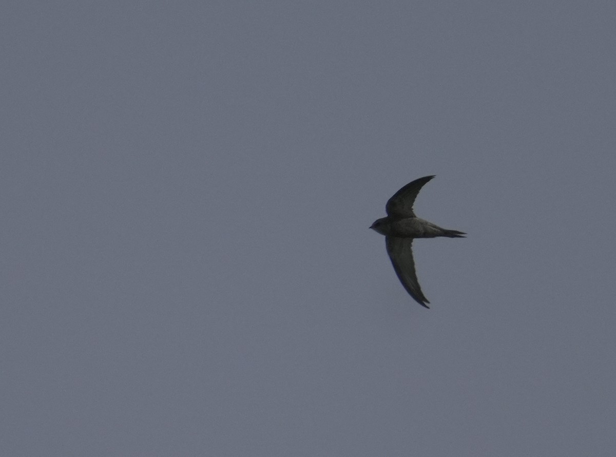 Pallid Swift - ML645830797