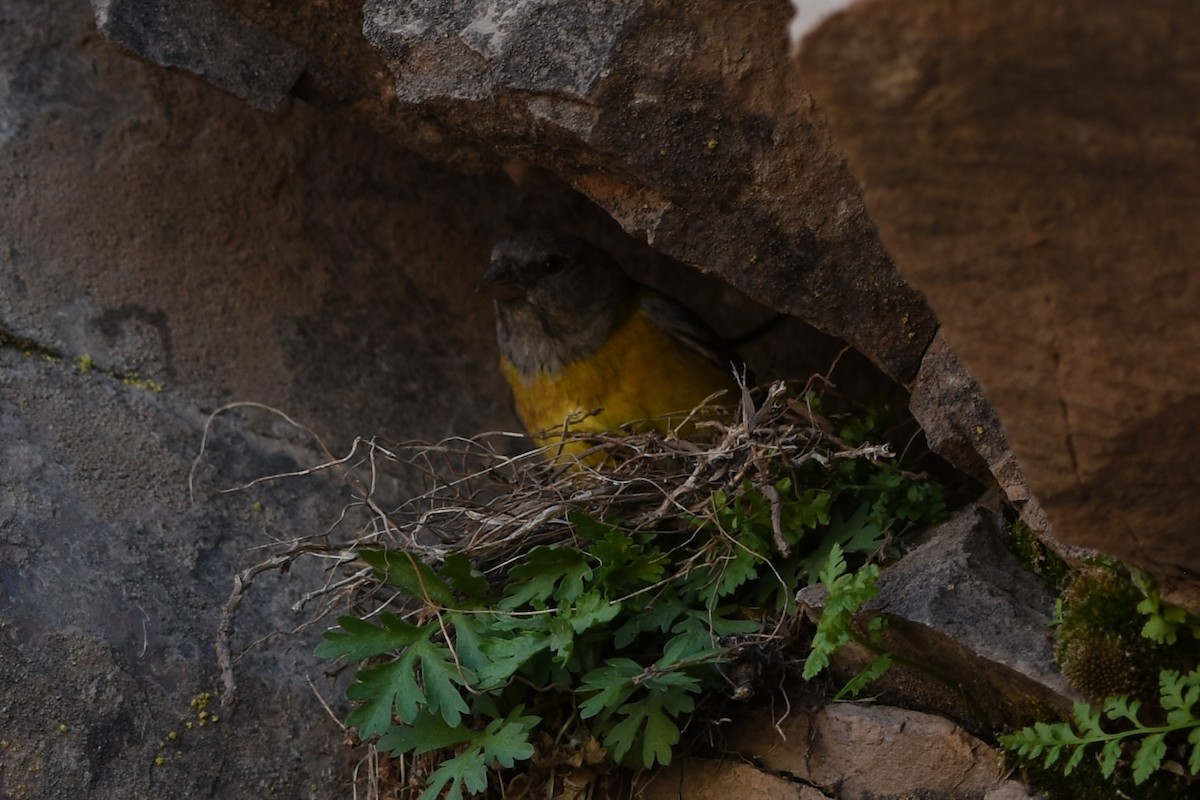 Gray-hooded Sierra Finch - ML645830798