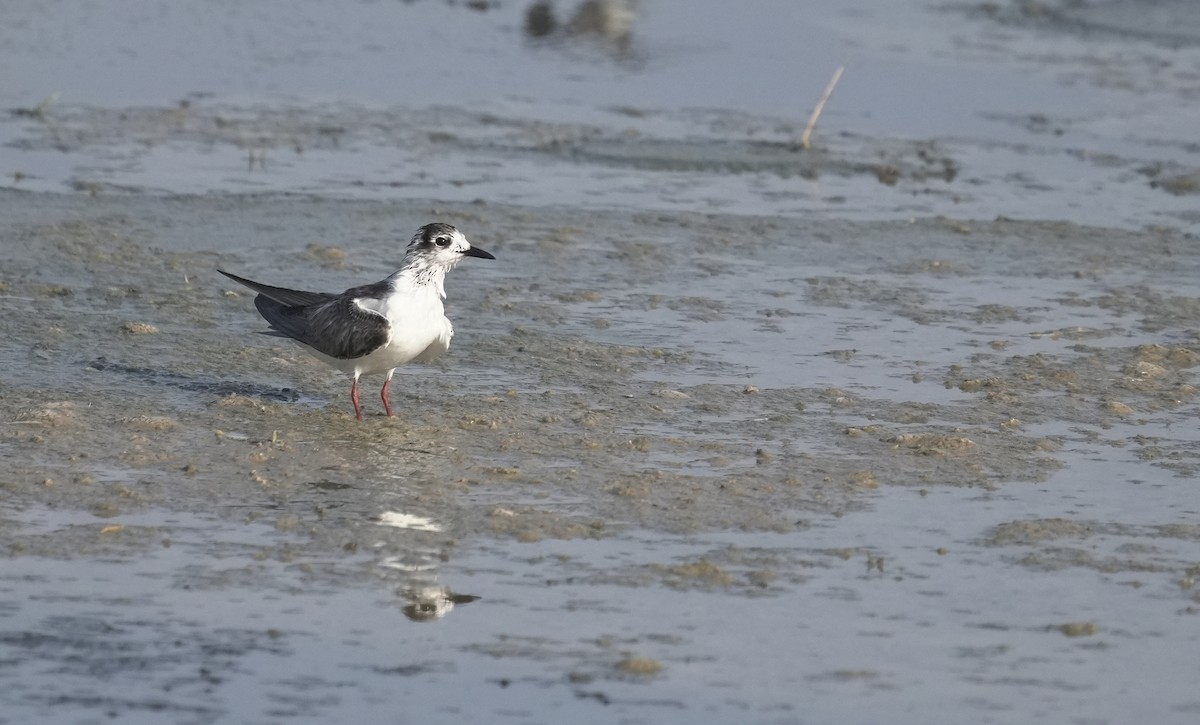 White-winged Tern - ML645830799