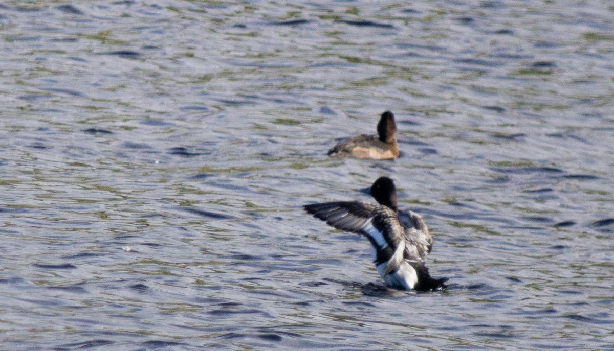 Lesser Scaup - ML645830800