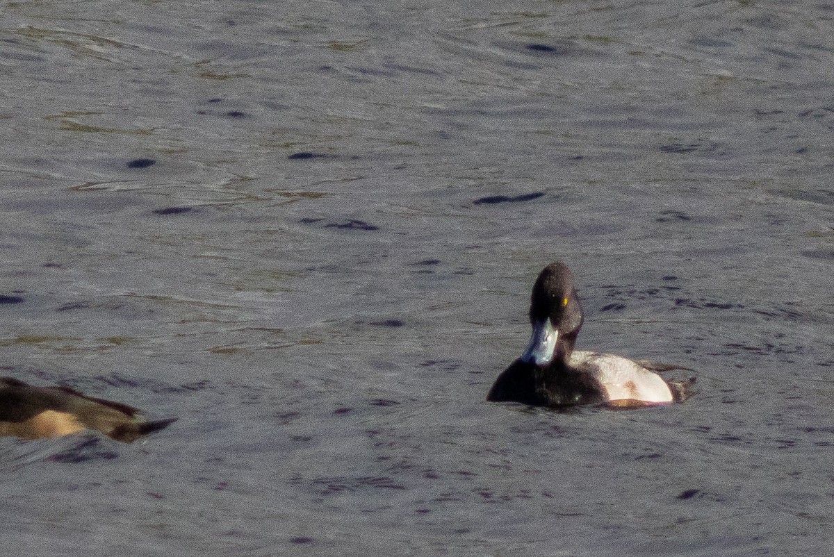 Lesser Scaup - ML645830802