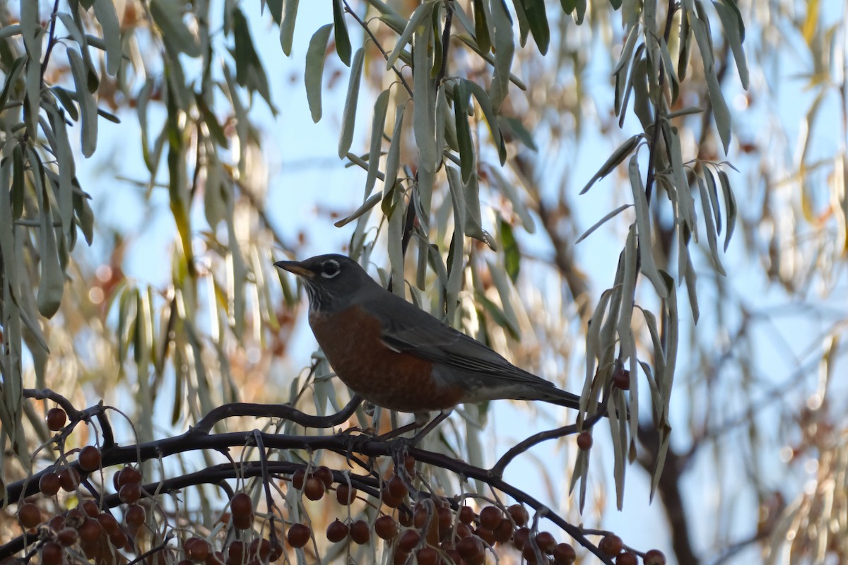 American Robin - ML645830803