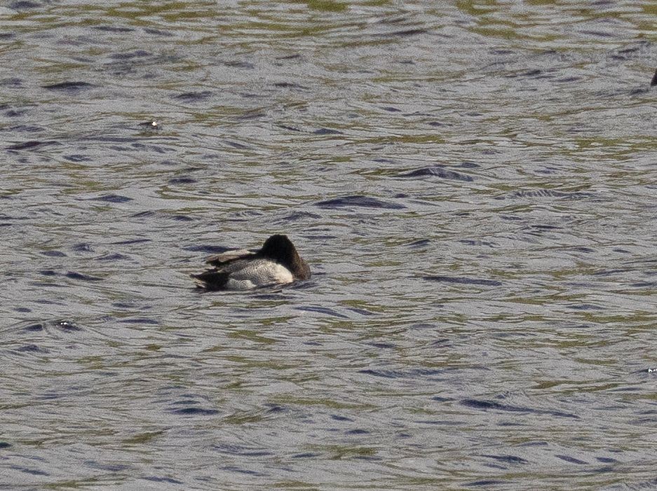 Lesser Scaup - ML645830804