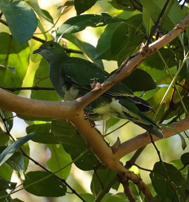 Superb Fruit-Dove - ML645830805