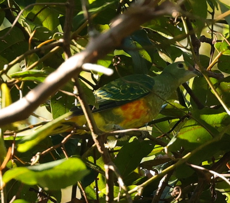 Rose-crowned Fruit-Dove - ML645830806