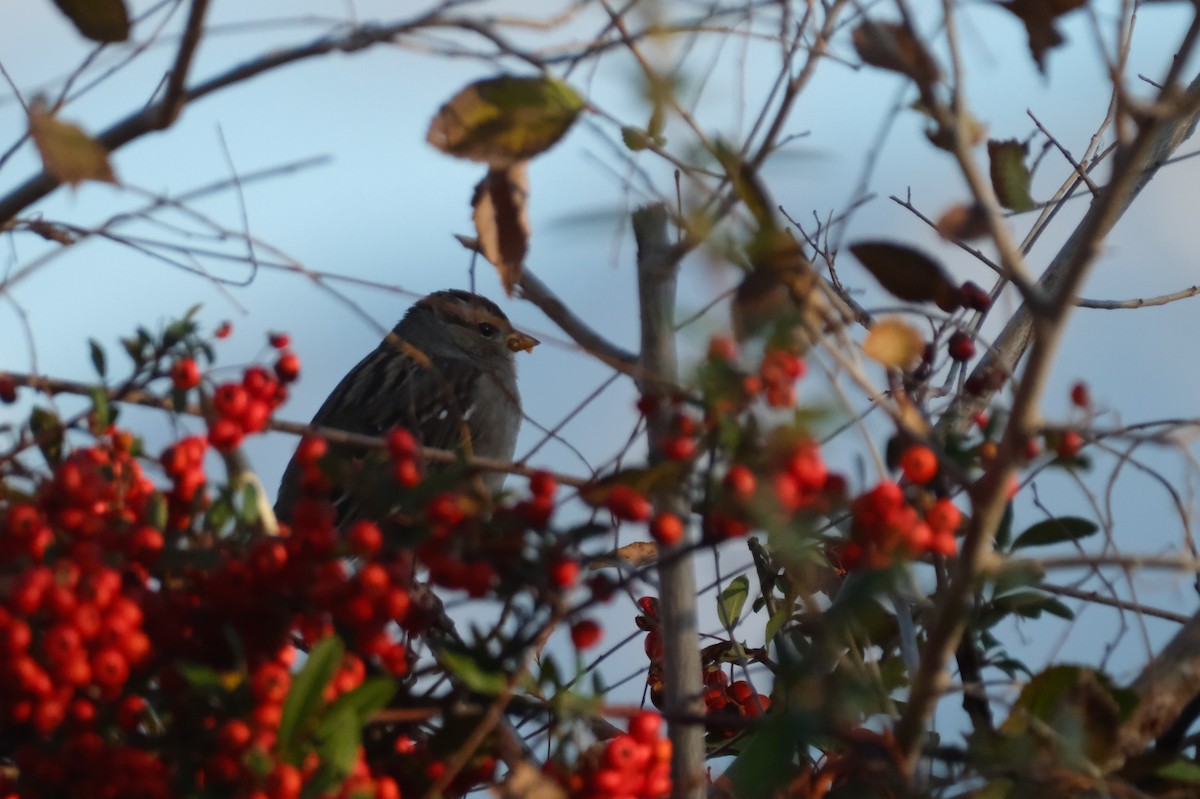 White-crowned Sparrow - ML645830808