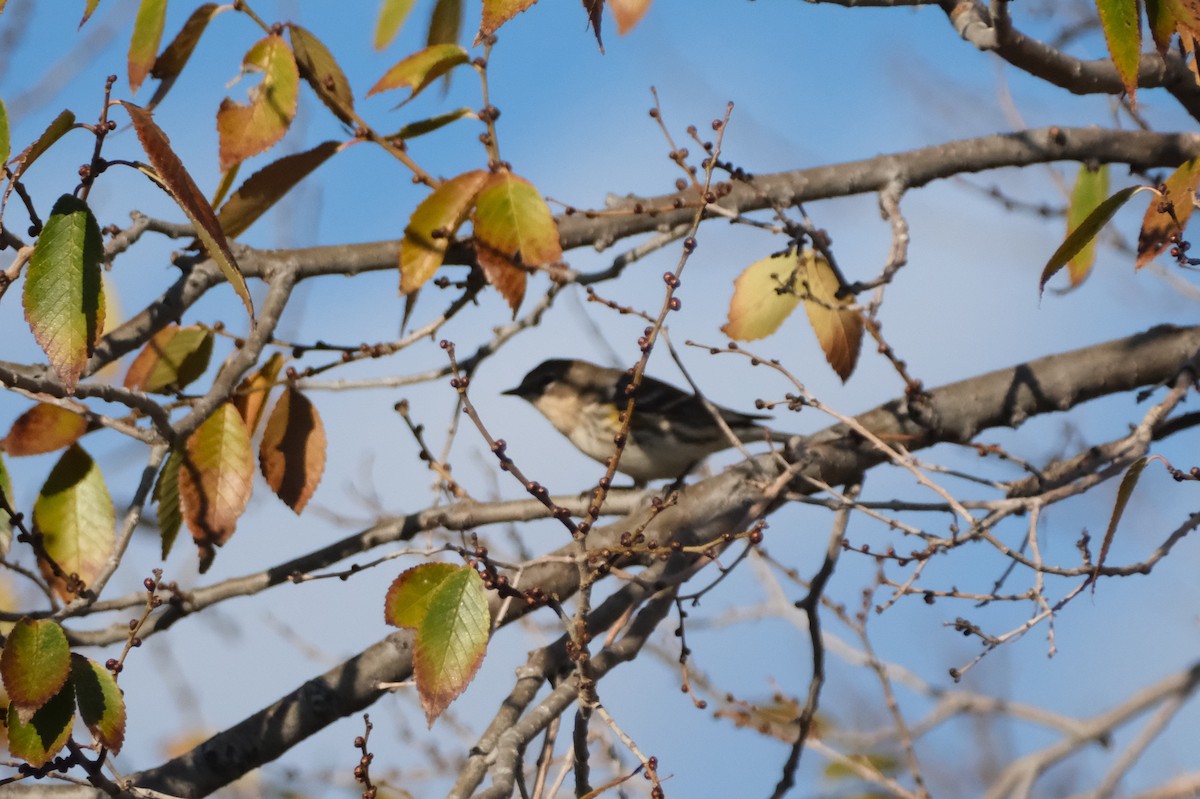 Yellow-rumped Warbler - ML645830813