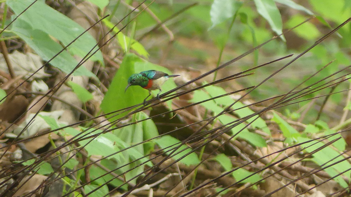 Olive-bellied Sunbird - ML645830814