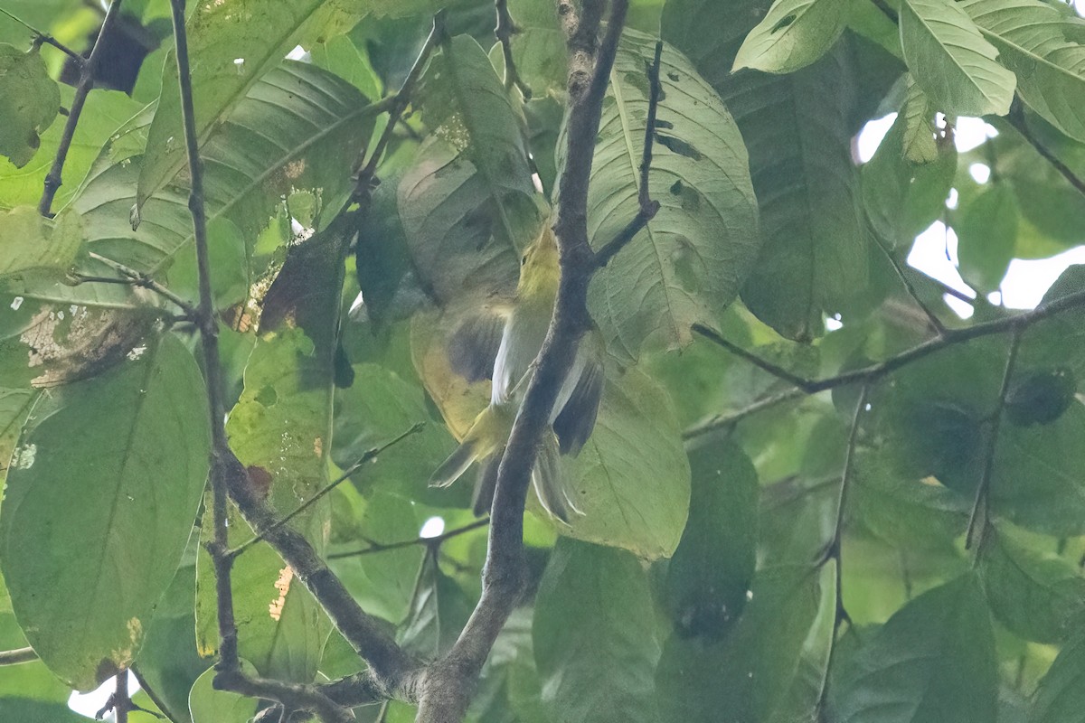 Yellow-vented Warbler - ML645830815