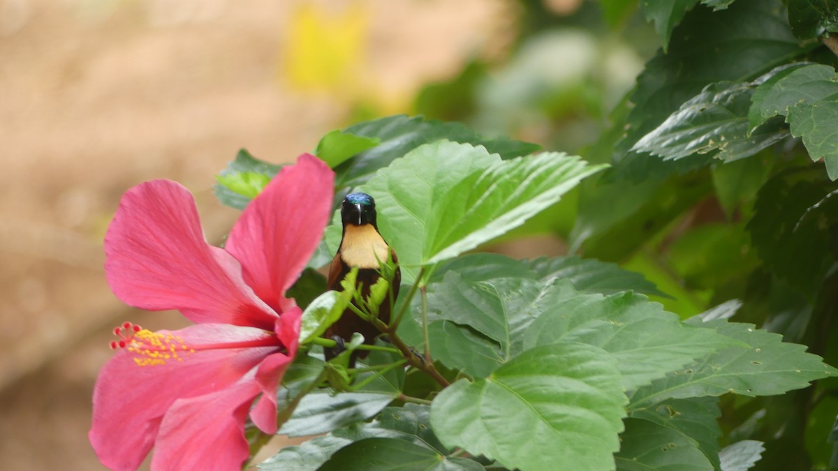 Buff-throated Sunbird - ML645830816