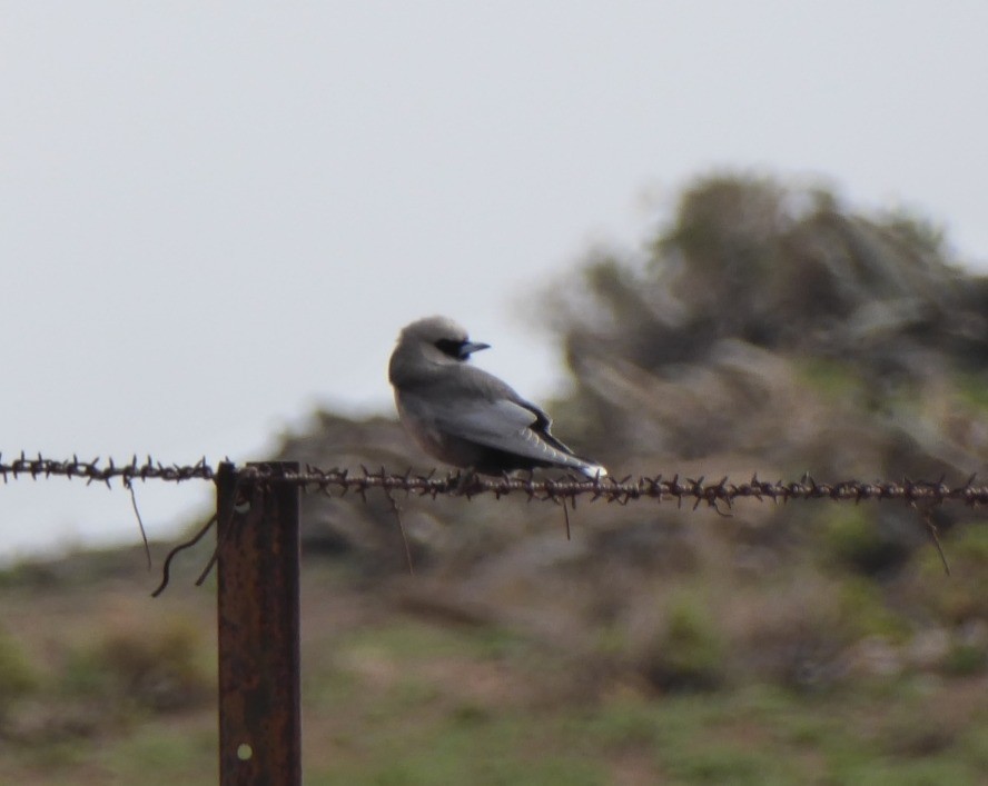 Black-faced Woodswallow - ML645830817