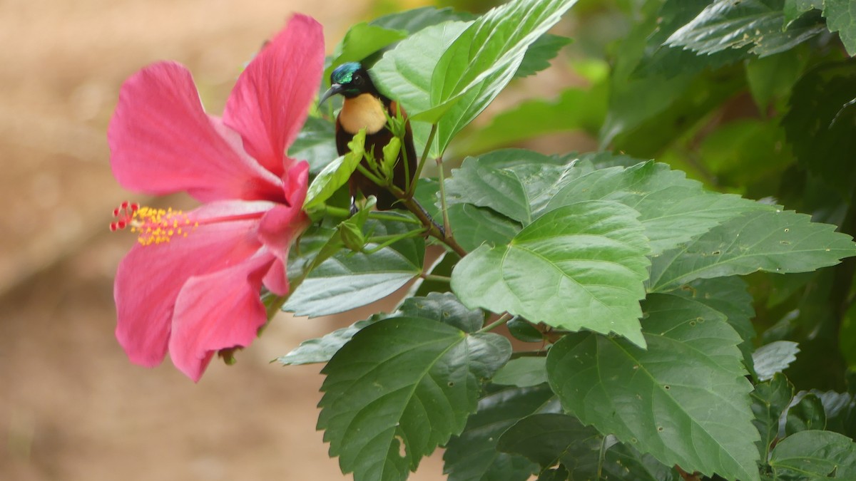 Buff-throated Sunbird - ML645830819