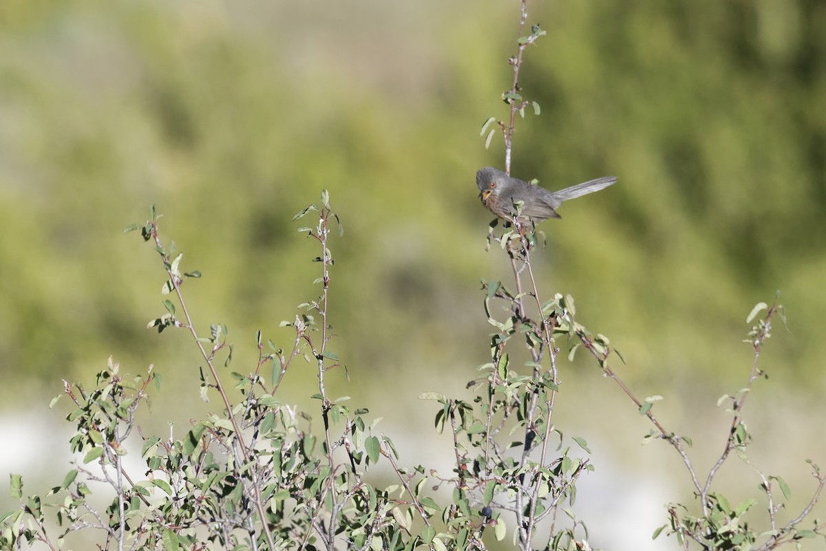 Dartford Warbler - ML645830820