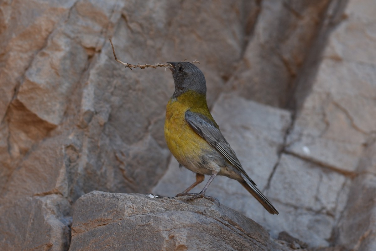 Gray-hooded Sierra Finch - ML645830822