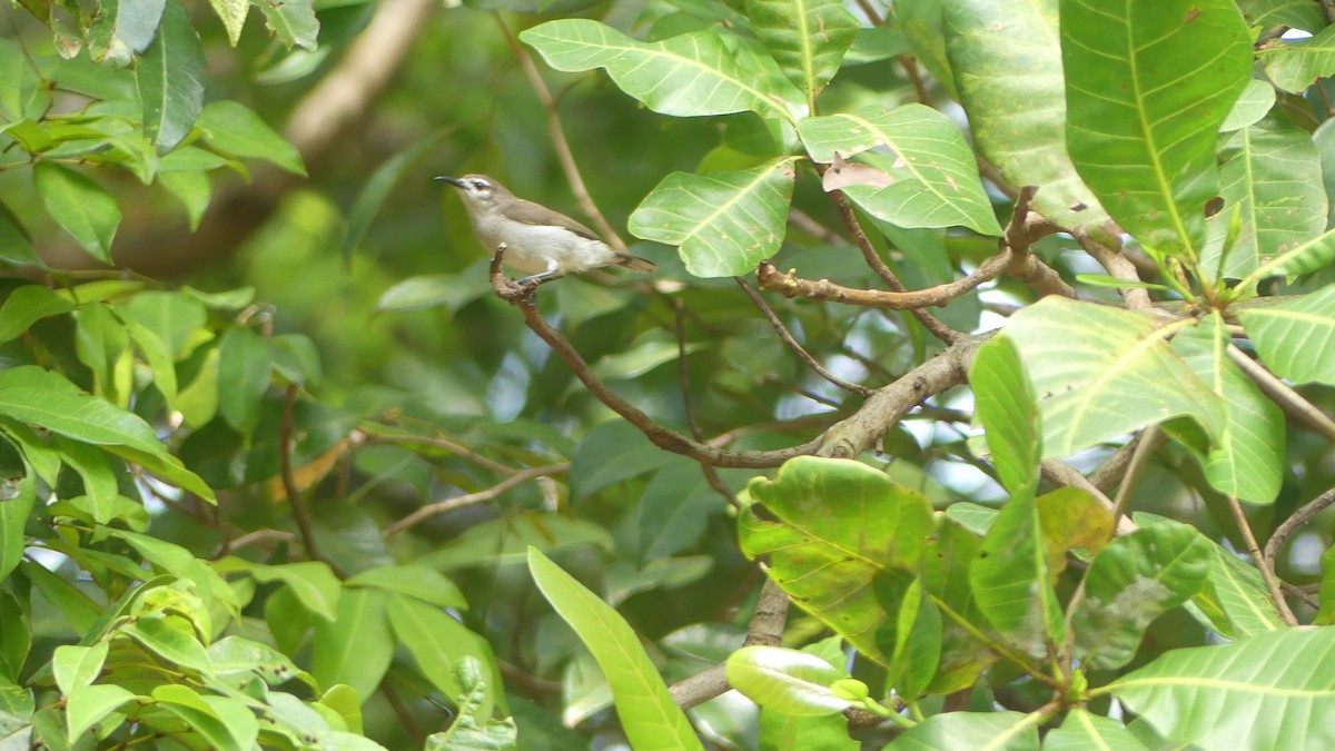 Mouse-brown Sunbird - ML645830824