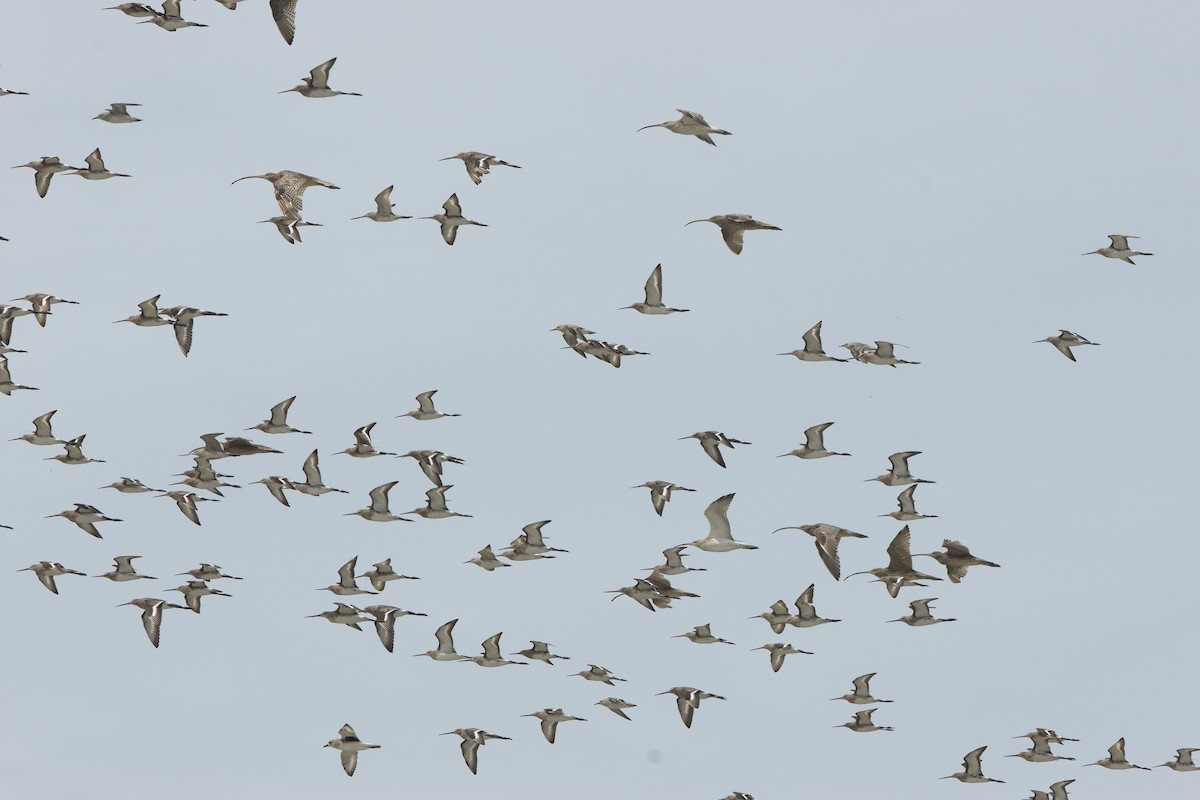 Asian Dowitcher - ML645830825