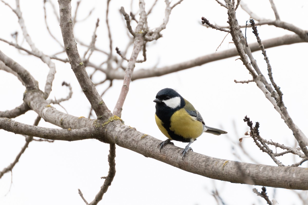 Great Tit - ML645830827