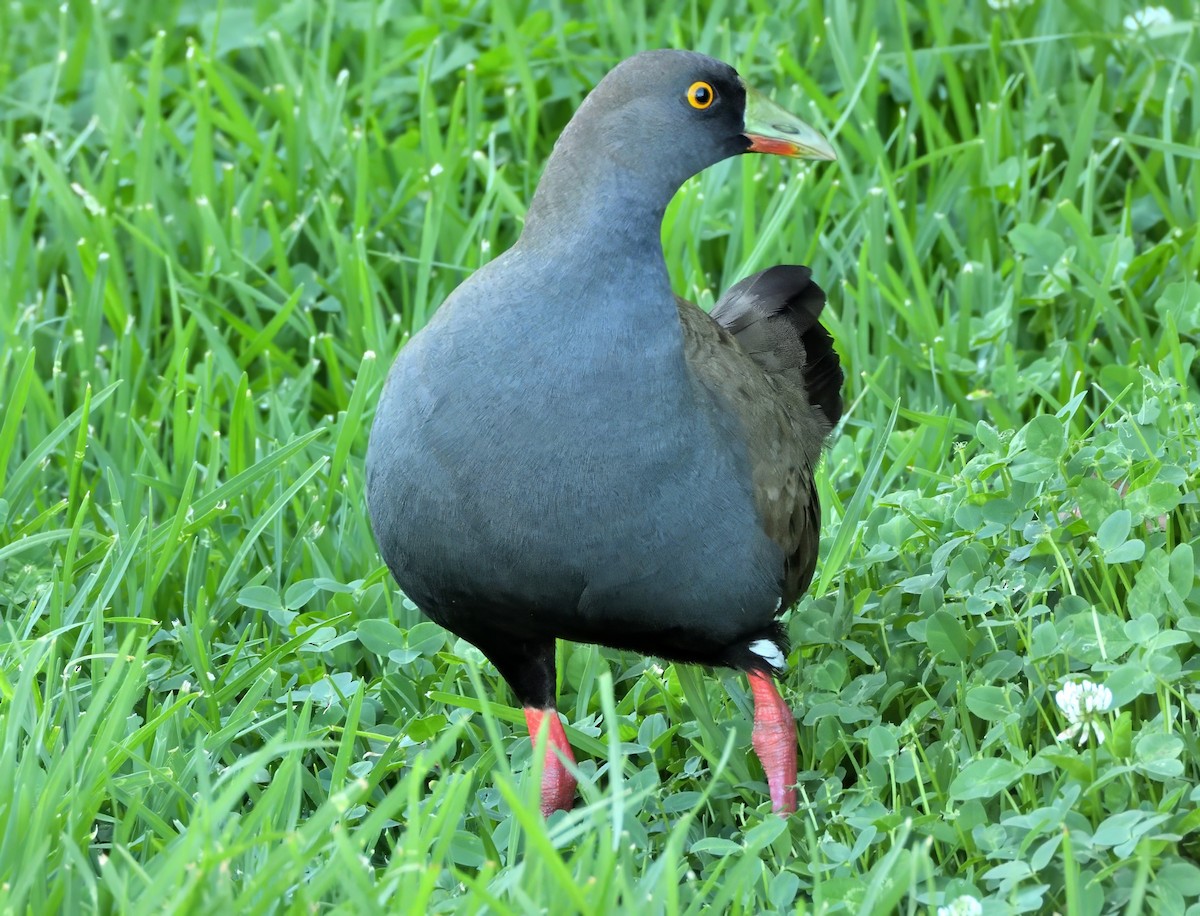 Black-tailed Nativehen - ML645830828