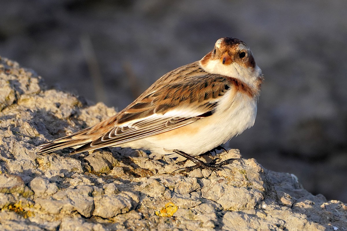 Elur-berdantza - ML645830855