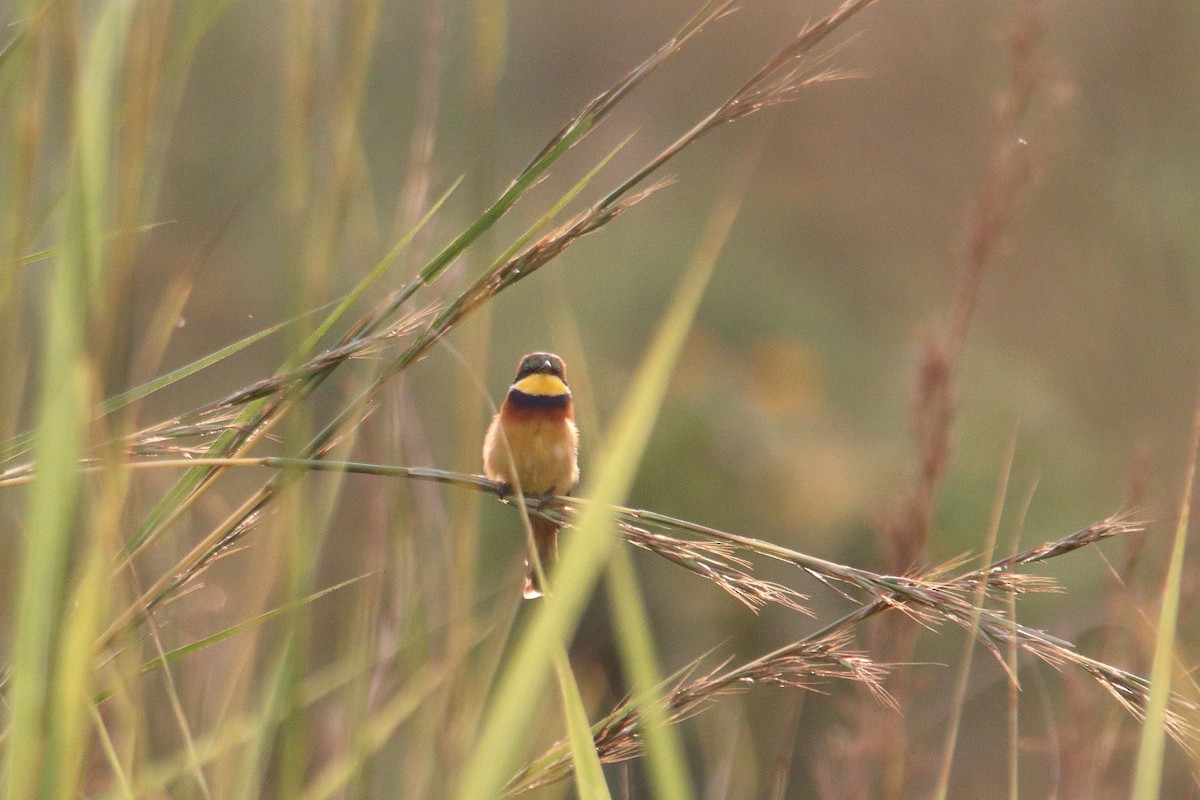Blue-breasted Bee-eater - ML645830856