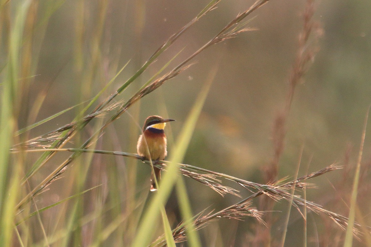 Blue-breasted Bee-eater - ML645830857