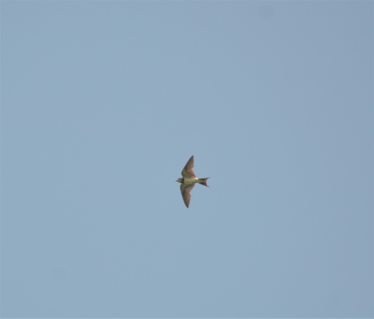 ツバメ - ML645830861