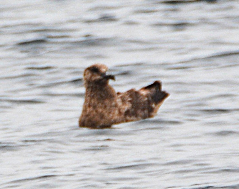 キタオオトウゾクカモメ - ML645830863