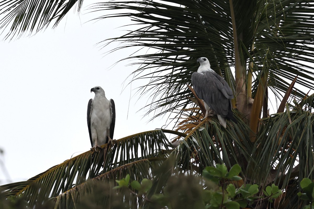 White-bellied Sea-Eagle - ML645830864