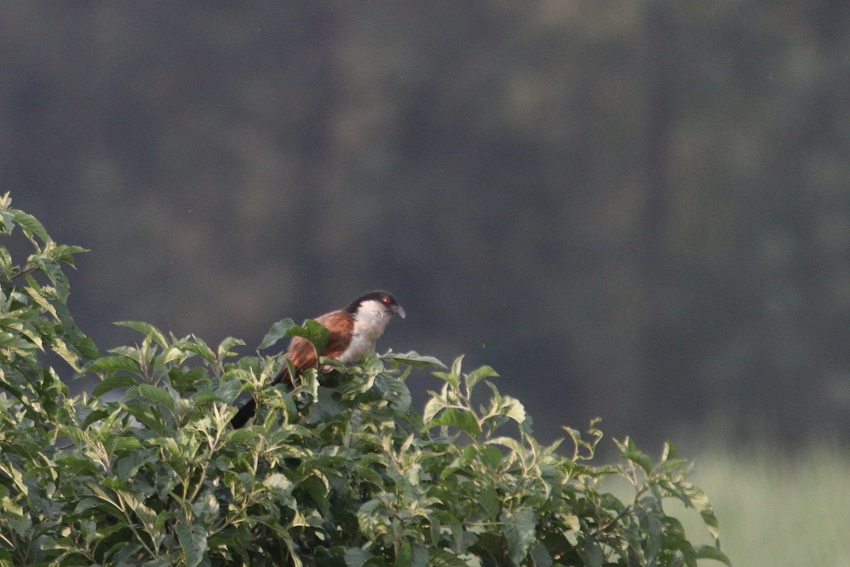 Blue-headed Coucal - ML645830865