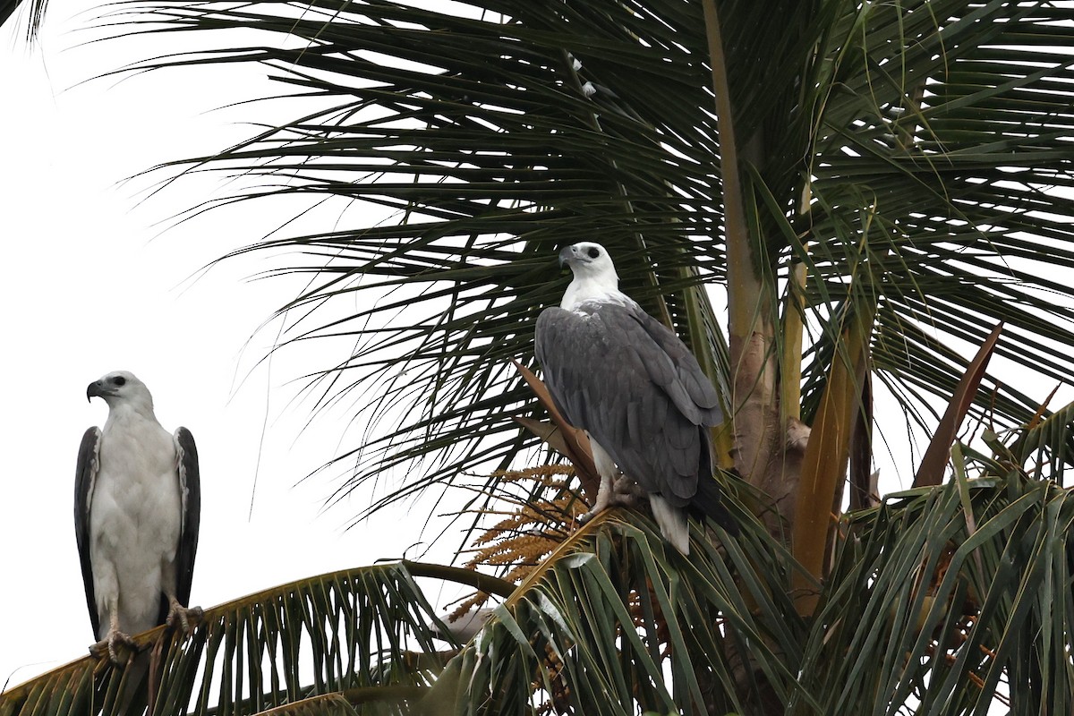 White-bellied Sea-Eagle - ML645830867