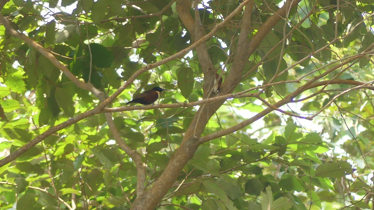 Buff-throated Sunbird - ML645830868