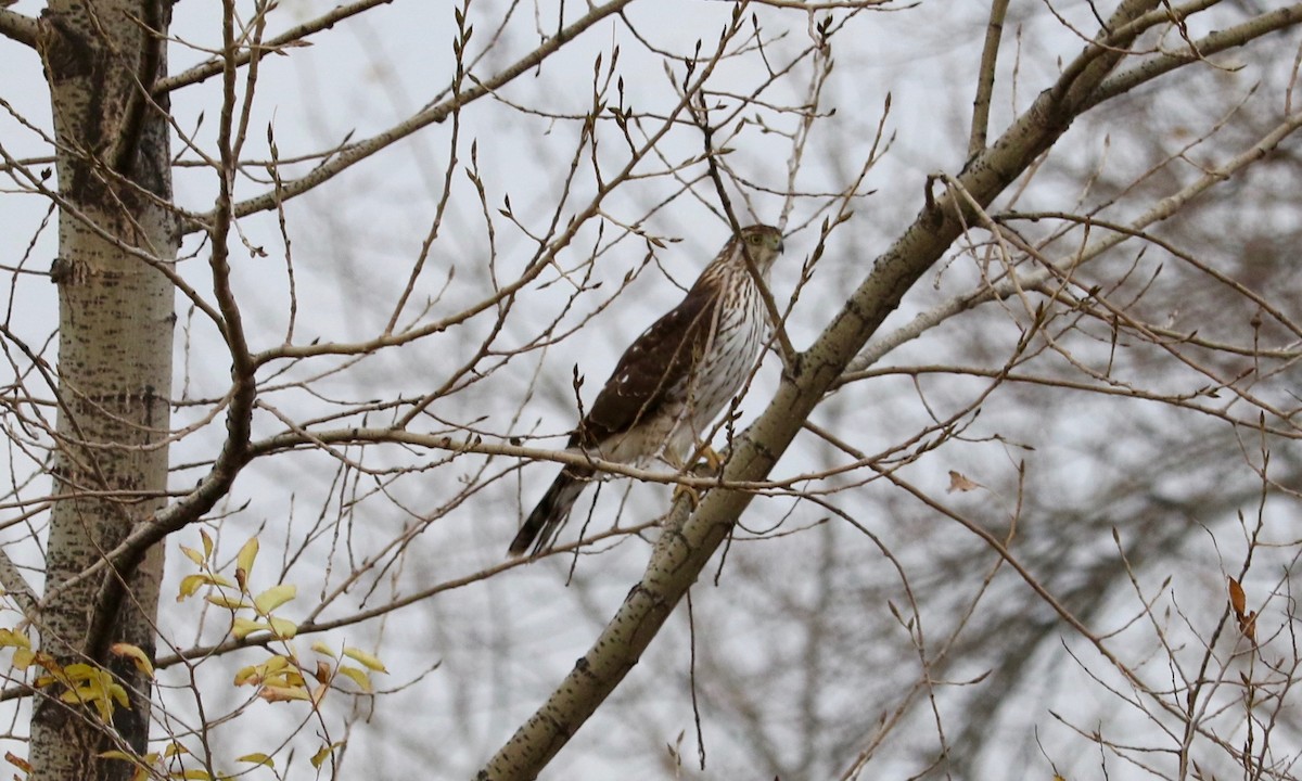 Cooper's Hawk - ML645830869