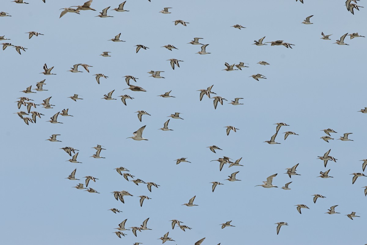 Eurasian Curlew - ML645830870