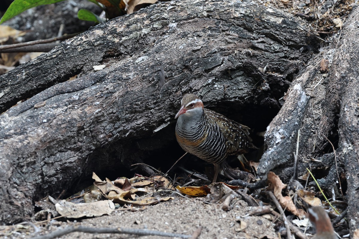 Buff-banded Rail - ML645830871