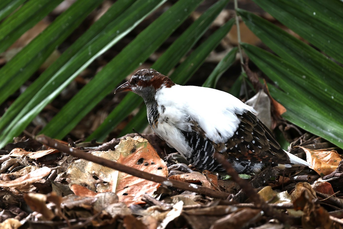 Buff-banded Rail - ML645830872