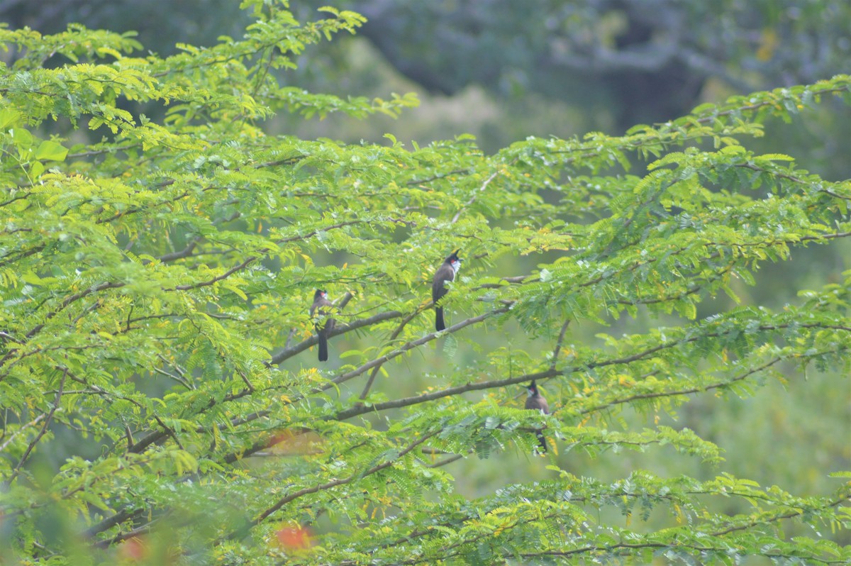 Red-whiskered Bulbul - ML645830873
