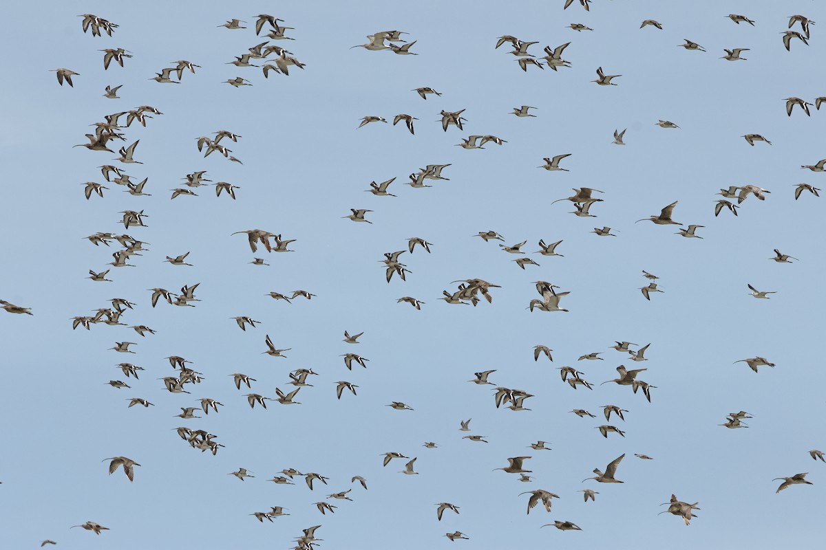 Eurasian Curlew - ML645830874