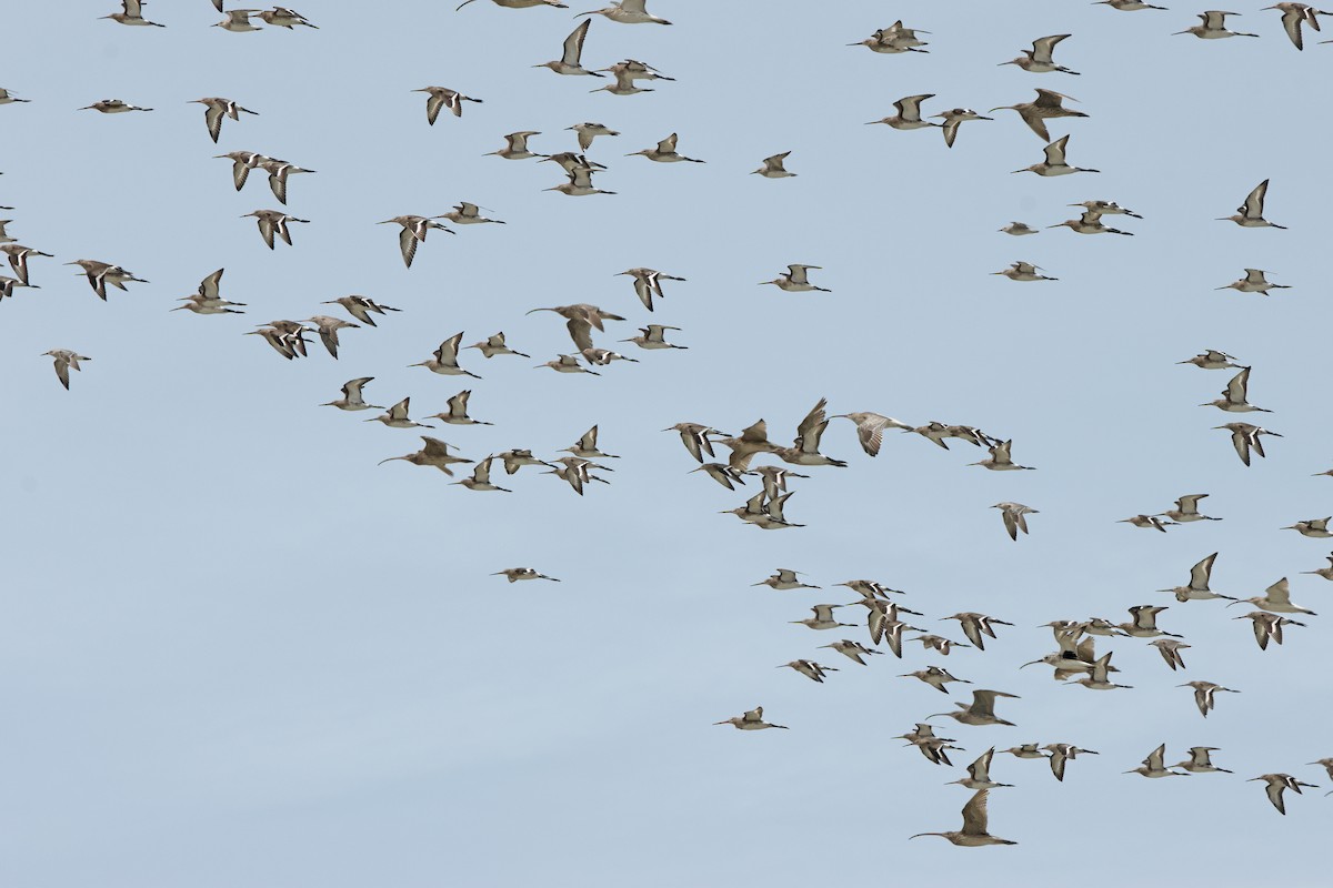 Eurasian Curlew - ML645830875