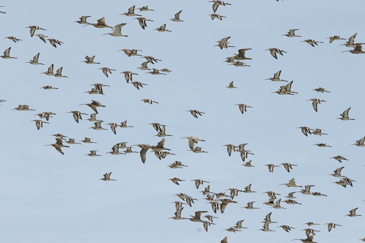 Eurasian Curlew - ML645830876