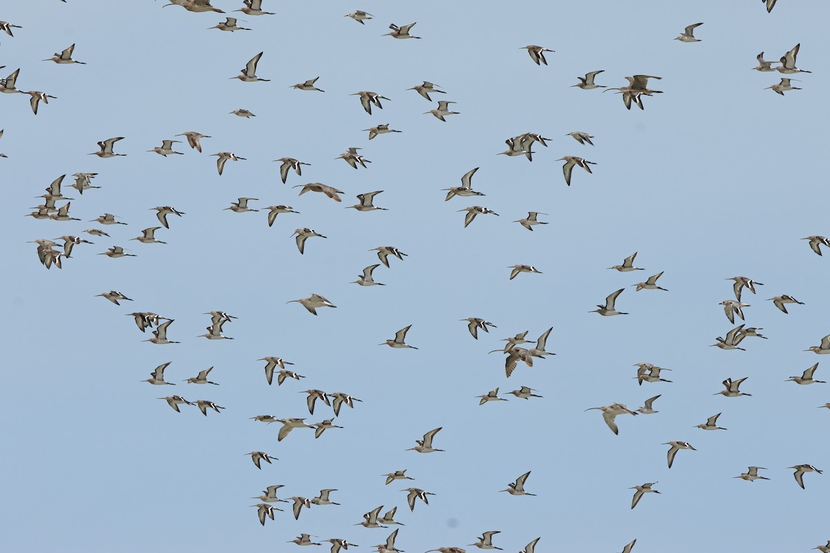 Eurasian Curlew - ML645830877