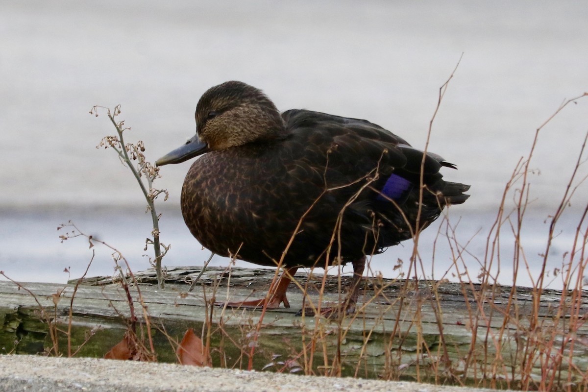 American Black Duck - ML645830878