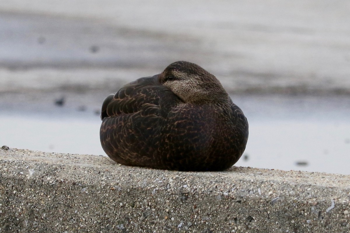 American Black Duck - ML645830879