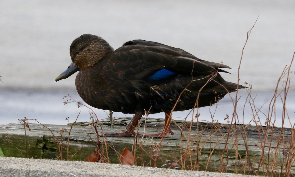 American Black Duck - ML645830880